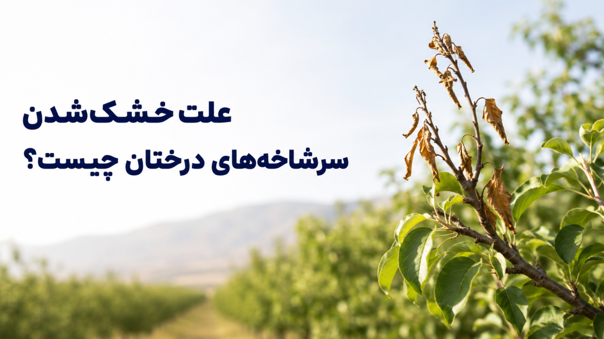 علت خشک‌شدن سرشاخه‌های درختان چیست؟